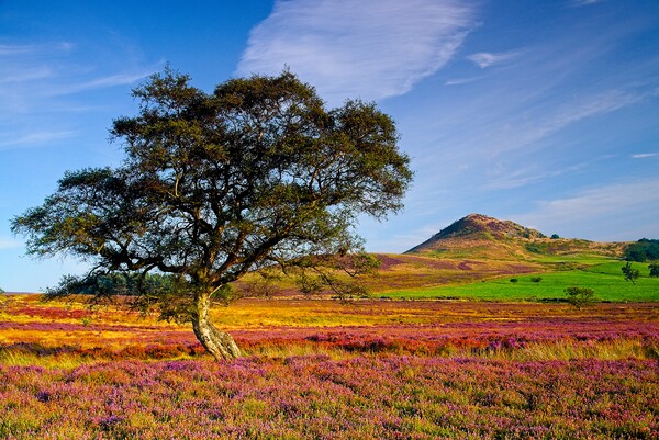 Autumn Moorland Heather on the North York Moors Picture Board by Martyn Arnold