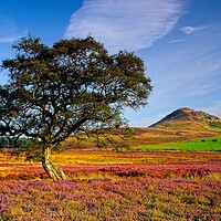 Buy canvas prints of Autumn Moorland Heather on the North York Moors by Martyn Arnold