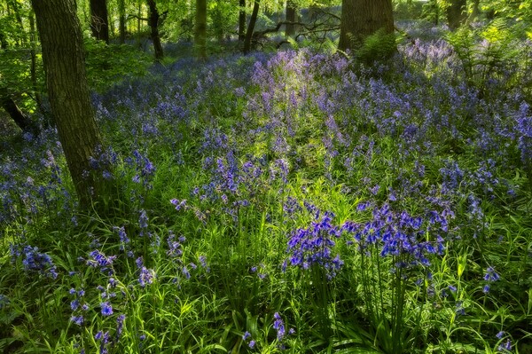 Evening Light in the Durham Bluebell Wood Picture Board by Martyn Arnold