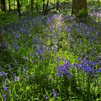 Buy canvas prints of Evening Light in the Durham Bluebell Wood by Martyn Arnold