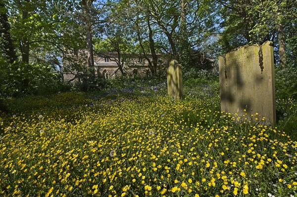 Churchyard Wildflowers and Buttercups Picture Board by Martyn Arnold