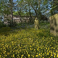 Buy canvas prints of Churchyard Wildflowers and Buttercups by Martyn Arnold