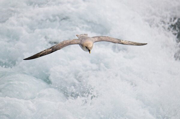 Fulmar Heading Home in the Arctic Picture Board by Martyn Arnold