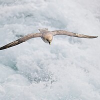 Buy canvas prints of Fulmar Heading Home in the Arctic by Martyn Arnold
