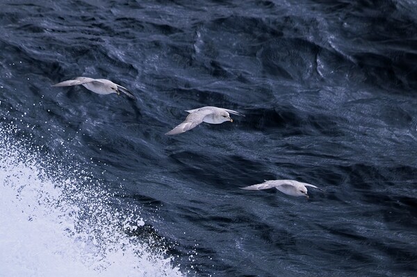 Arctic Seabirds Soaring Above the Norwegian Sea He Picture Board by Martyn Arnold
