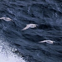 Buy canvas prints of Arctic Seabirds Soaring Above the Norwegian Sea He by Martyn Arnold