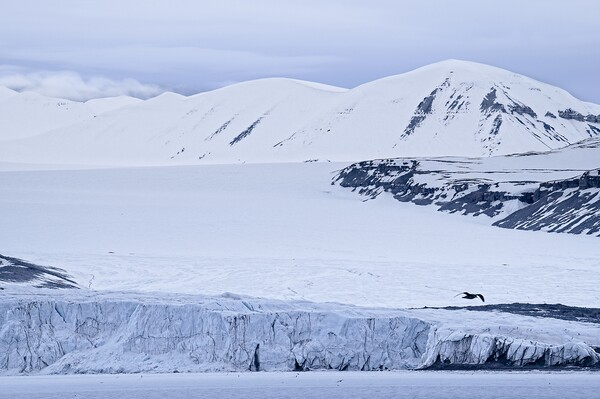 Tunabreen Glacier from Tempelfjorden on Svalbard Picture Board by Martyn Arnold