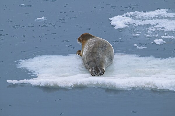 Arctic Seal Hitching a Lift Around Svalbard Picture Board by Martyn Arnold