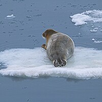 Buy canvas prints of Arctic Seal Hitching a Lift Around Svalbard by Martyn Arnold