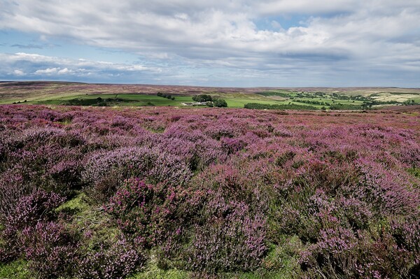 Moorland Heather North York Moors Picture Board by Martyn Arnold