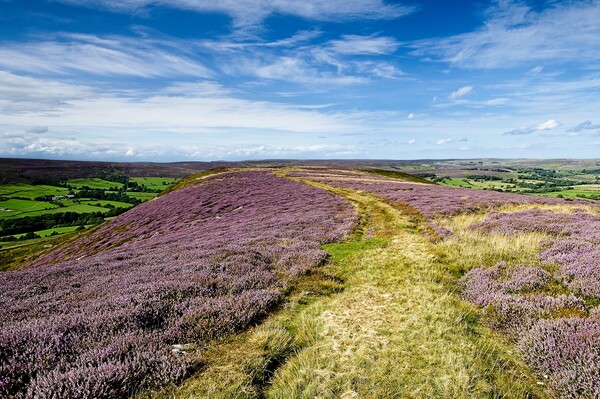 Westerdale Moorland Heather on Yorkshire Moors Picture Board by Martyn Arnold