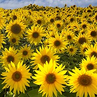 Buy canvas prints of Vibrant Sunflower in Close-up by Martyn Arnold