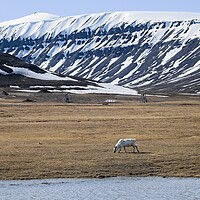 Buy canvas prints of  A Lone Reindeer Grazing on the Svalbard Tundra by Martyn Arnold