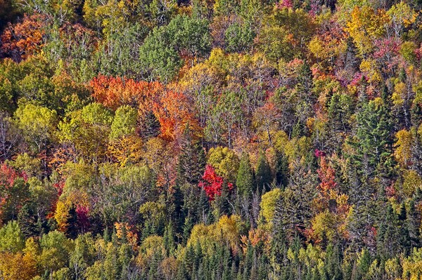 Autumn Tree Colours in Saguenay Fjord, Quebec, Canada  Picture Board by Martyn Arnold