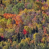 Buy canvas prints of Autumn Tree Colours in Saguenay Fjord, Quebec, Canada  by Martyn Arnold