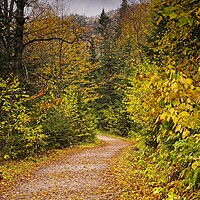 Buy canvas prints of Autumn Woodland Walk by Martyn Arnold