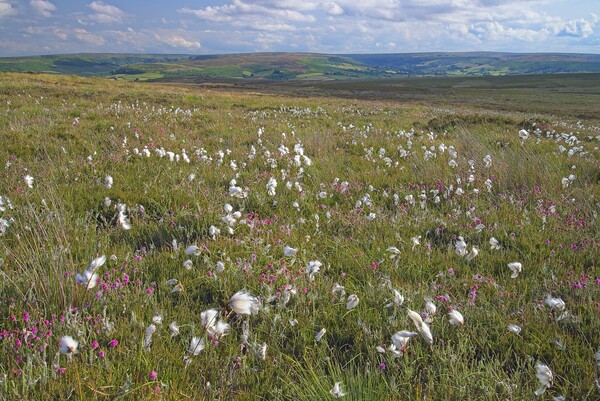 Cottongrass on the North York Moors Framed Mounted Print by Martyn Arnold