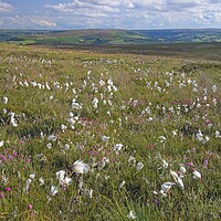 Buy canvas prints of Cottongrass on the North York Moors by Martyn Arnold