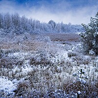 Buy canvas prints of Winter Wonderland by Martyn Arnold