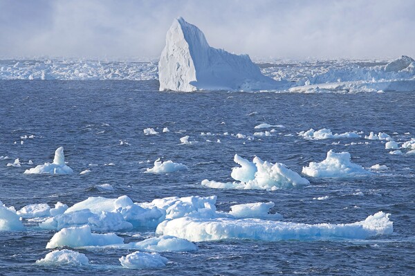 Arctic Icebergs in the Labrador Sea Picture Board by Martyn Arnold