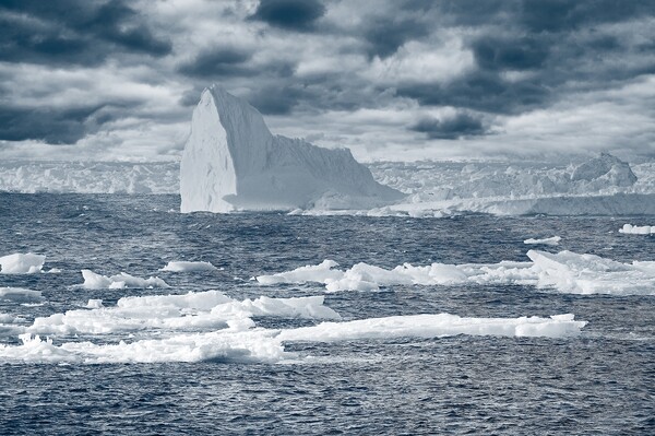 Icebergs in the Labrador Sea Picture Board by Martyn Arnold