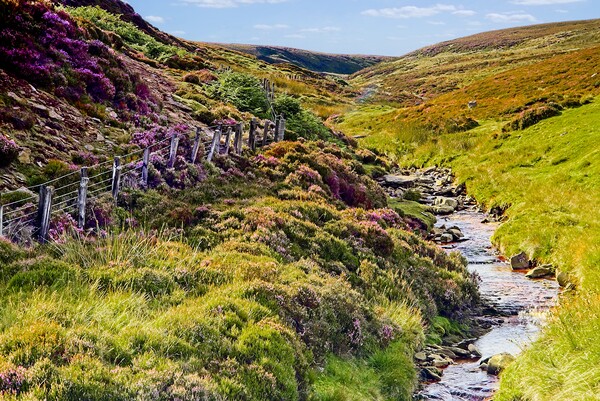 English Heather Moorland Countryside Picture Board by Martyn Arnold