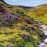 Buy canvas prints of English Heather Moorland Countryside by Martyn Arnold