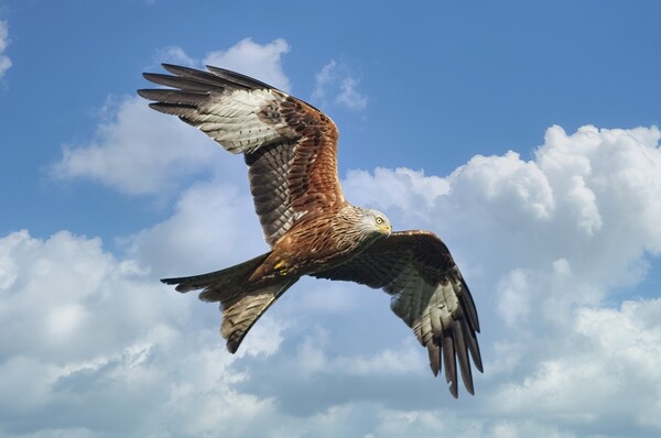 Soaring Red Kite Bird of Prey Picture Board by Martyn Arnold