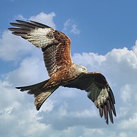 Buy canvas prints of Soaring Red Kite Bird of Prey by Martyn Arnold