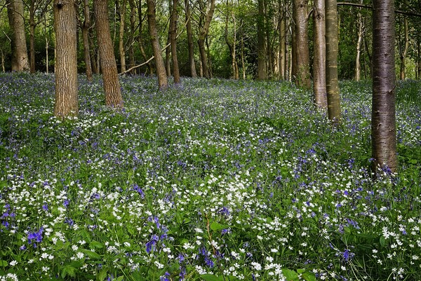 Bluebell and Wildflower Woodland in Northamptonshire Picture Board by Martyn Arnold