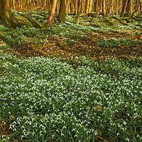 Northamptonshire Woodland Snowdrop Spring