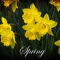 Spring Daffodils at Durham Botanic Garden