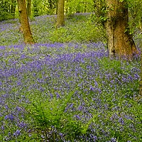 Bluebell Wood Nature Picture