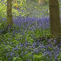Bluebell Wood Landscape in Durham