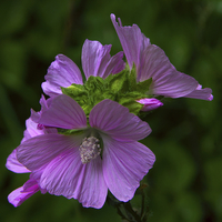 Buy canvas prints of Wild Mallow by Martyn Arnold