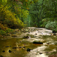Buy canvas prints of Woodland Stream in Autumn by Martyn Arnold