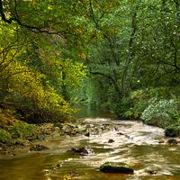 Buy canvas prints of Woodland Stream by Martyn Arnold