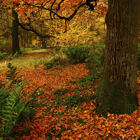 Buy canvas prints of Woodland Trees by Martyn Arnold