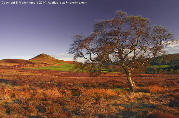 Moorland Tree North York Moors Picture Board by Martyn Arnold