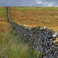 Buy canvas prints of Dry Stone Wall Yorkshire Dales by Martyn Arnold