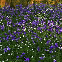 Buy canvas prints of Bluebell Heaven by Martyn Arnold