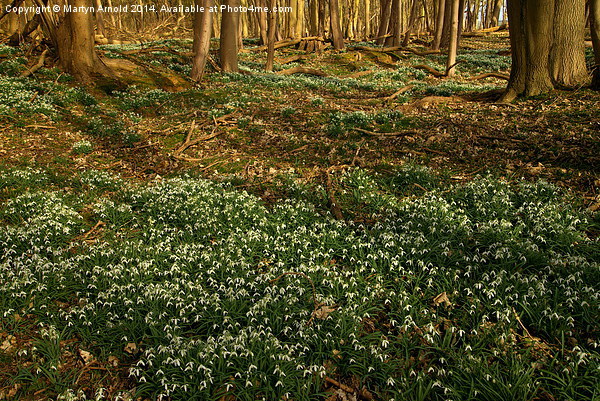 Woodland Snowdrops in Spring Framed Mounted Print by Martyn Arnold