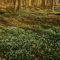 Buy canvas prints of Woodland Snowdrops in Spring by Martyn Arnold