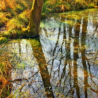 Buy canvas prints of Reflections on the Pond by Martyn Arnold