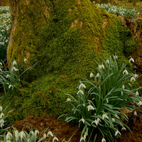 Buy canvas prints of Woodland Snowdrops by Martyn Arnold