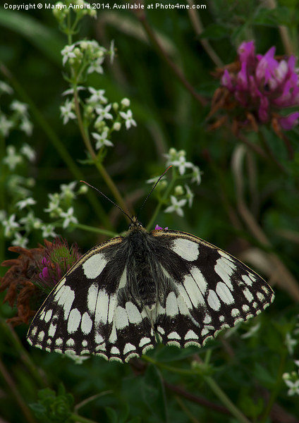 Marbled White Butterfly Framed Mounted Print by Martyn Arnold