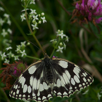 Buy canvas prints of Marbled White Butterfly by Martyn Arnold
