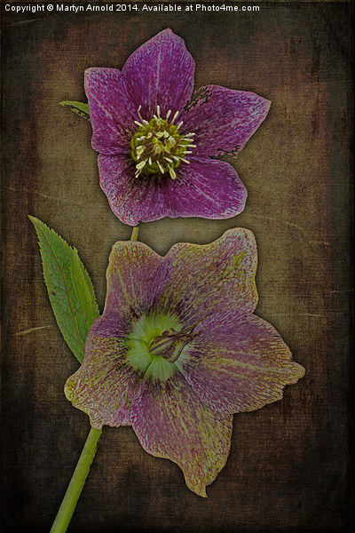 Hellebore - Christmas Rose Picture Board by Martyn Arnold