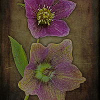 Buy canvas prints of Hellebore - Christmas Rose by Martyn Arnold