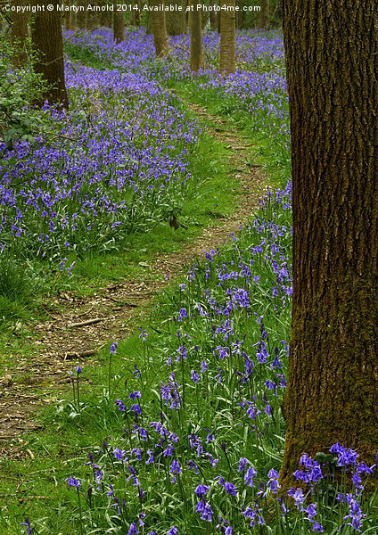 Bluebell Wood in Northamptonshire Picture Board by Martyn Arnold